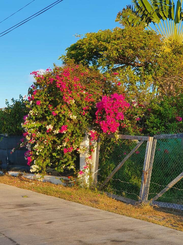 La Désirade convient aux bougainvilliers. La Désirade convient aux bougainvilliers.