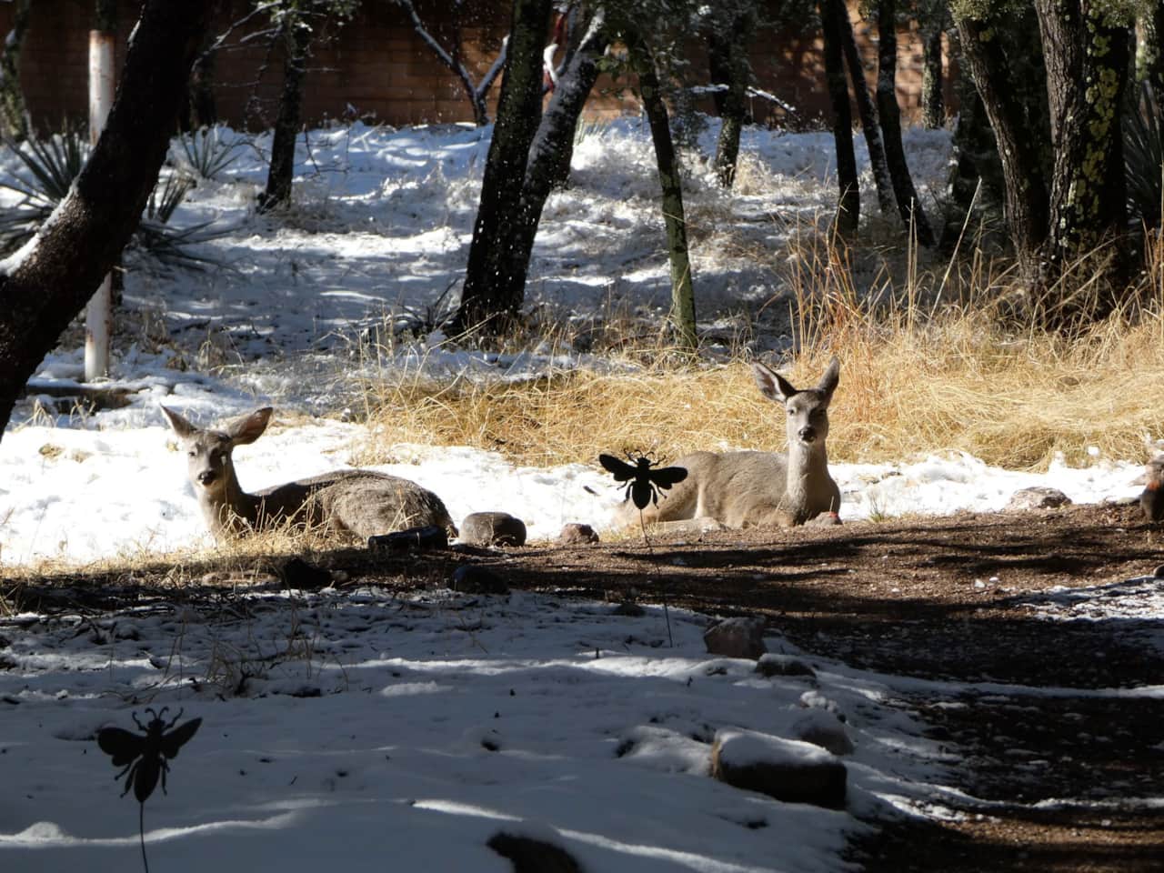 Coues Whitetail Deer enjoying some sun on a snowy day.