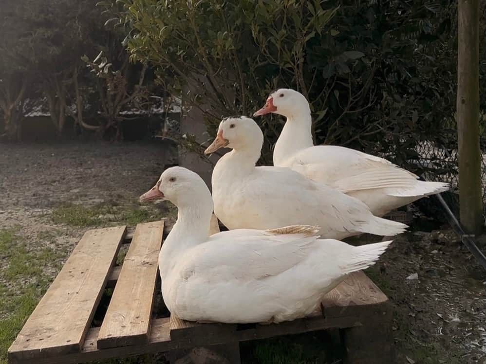 White Ducks at BLanco Bungalow Ericeira Seaside Farm