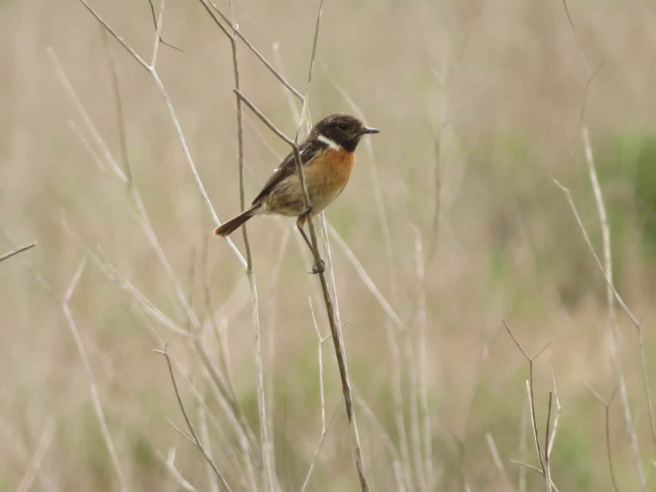 Vogels - Tapuit
