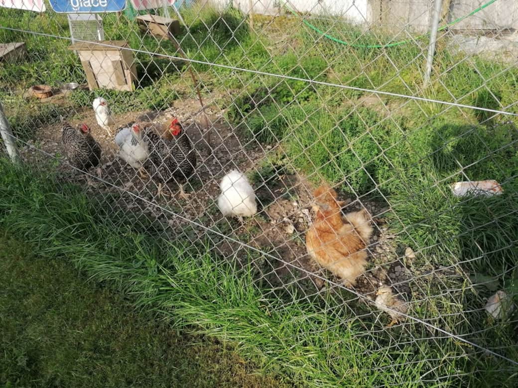 Unsere Hühnerscharr im Garten