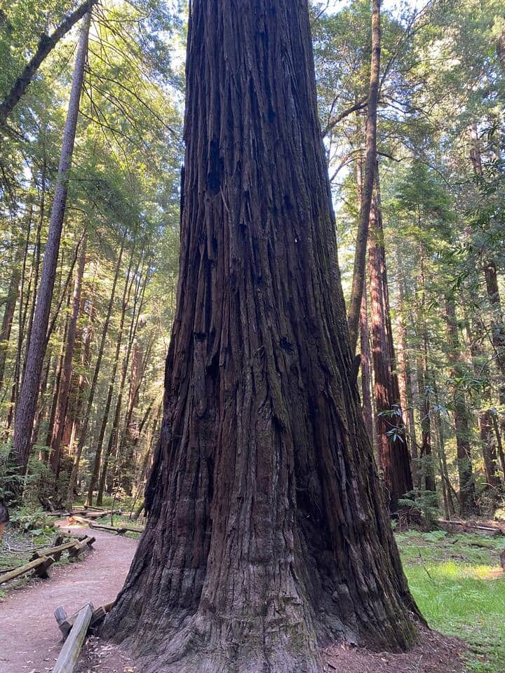 Local redwood tree