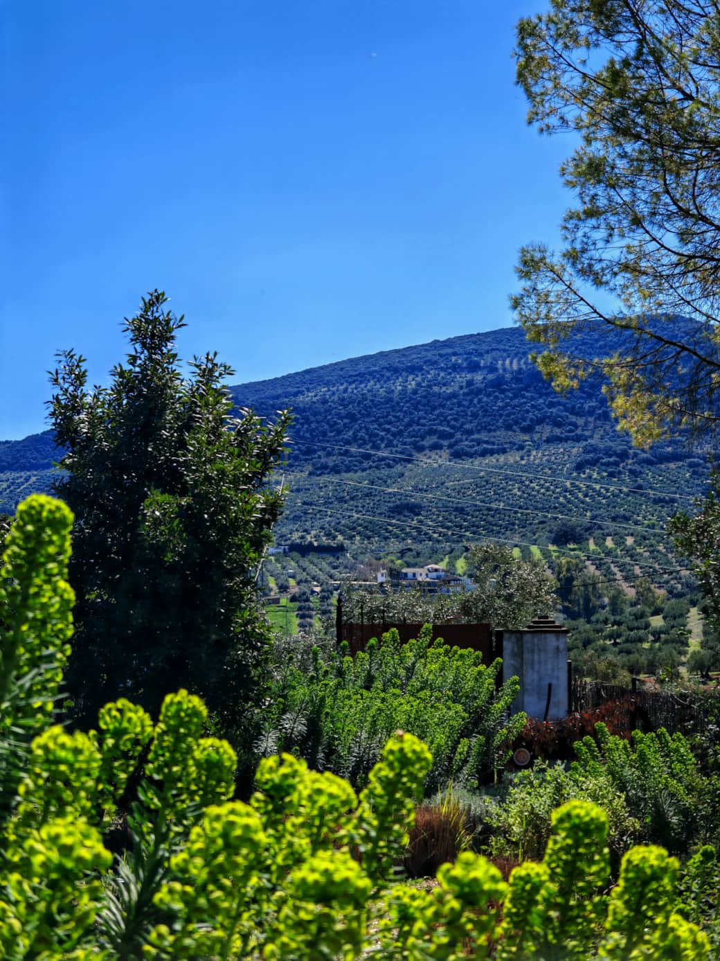 jardín 3