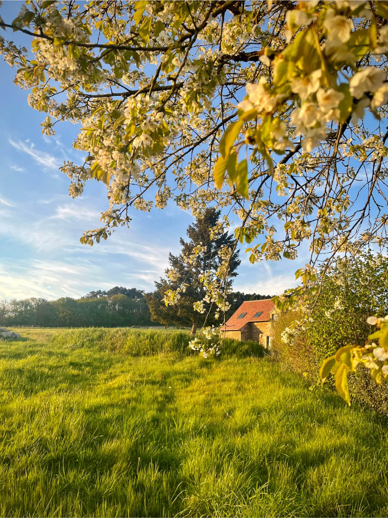 View from the cherry tree