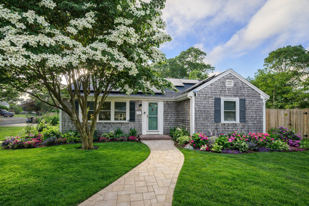 Our dogwood tree in full bloom in June
