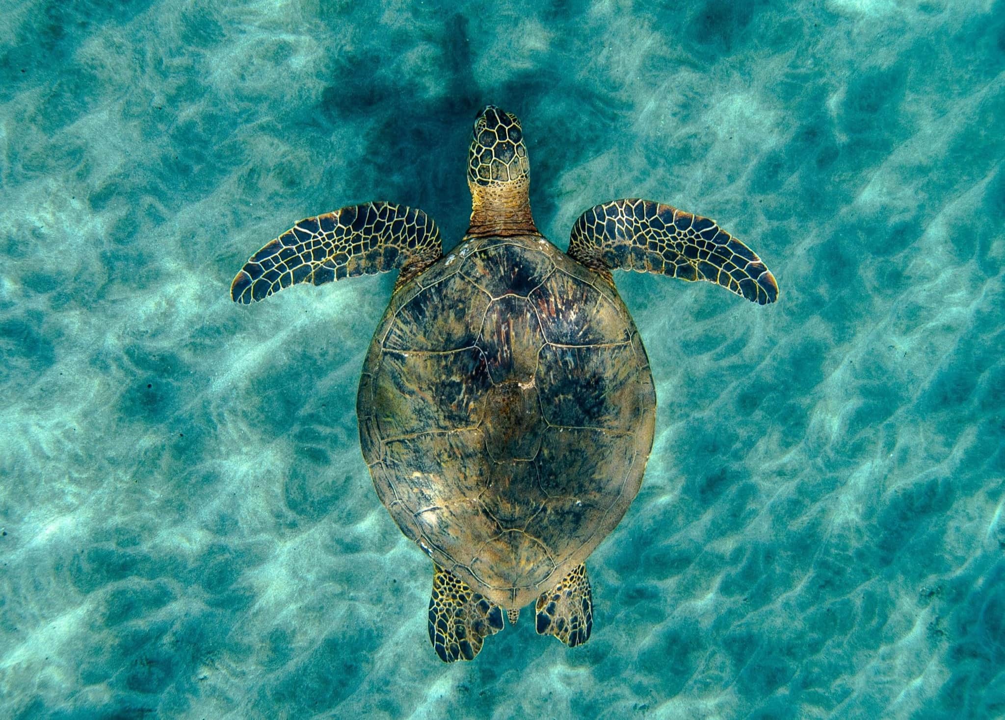 https://l.icdbcdn.com/oh/5b433776-2bb2-451b-bd6a-1d35e7bc4d4e.jpg?w=2080-2