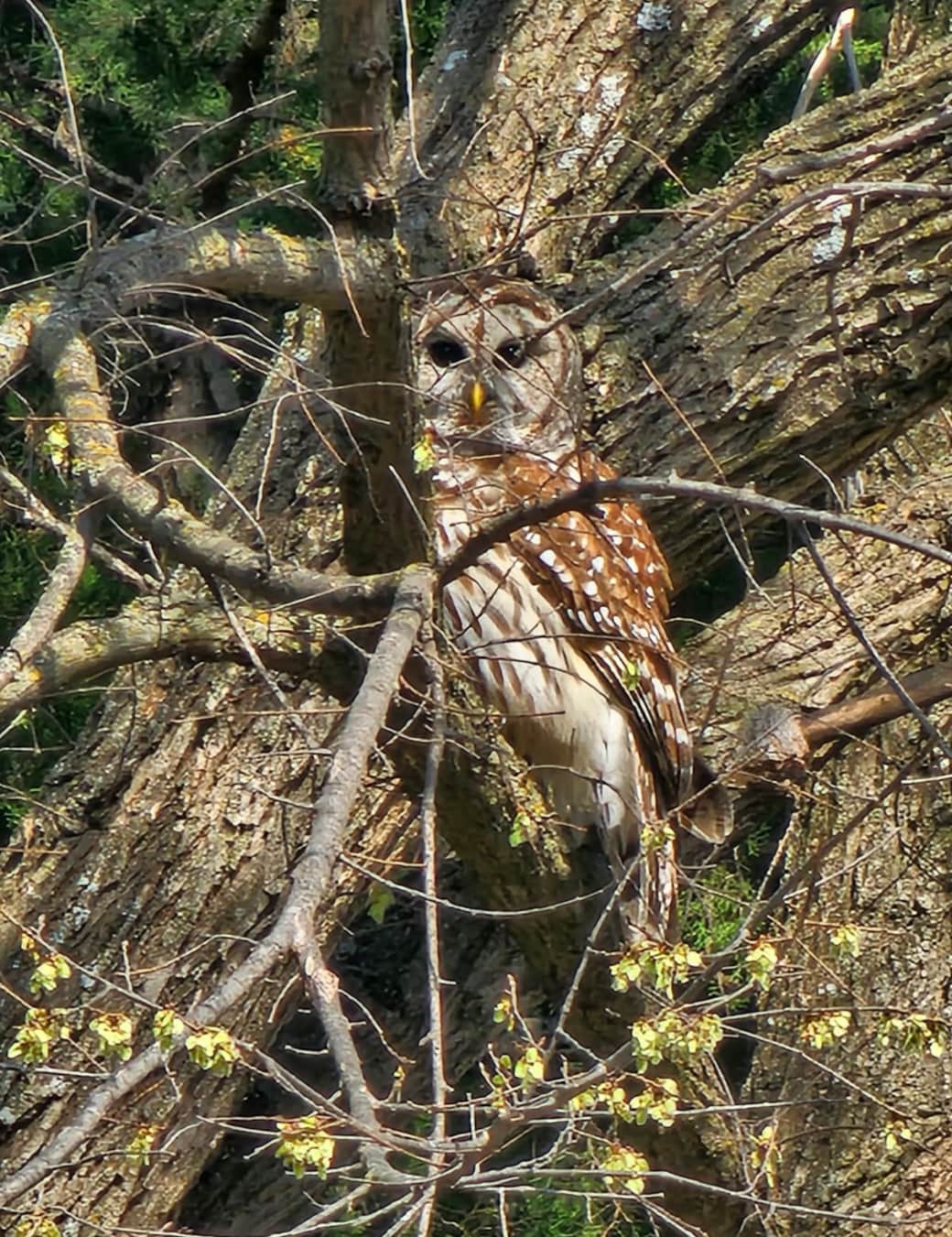 daddy owl...resident of Oak Springs daddy owl...resident of Oak Springs