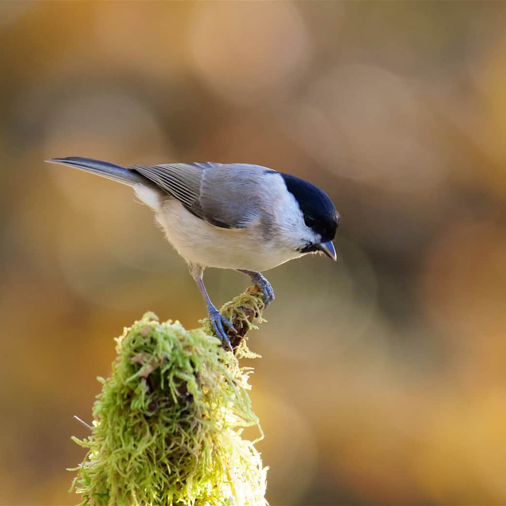 126173721 10156487496187614 4846292959374415566 n 126173721 10156487496187614 4846292959374415566 n