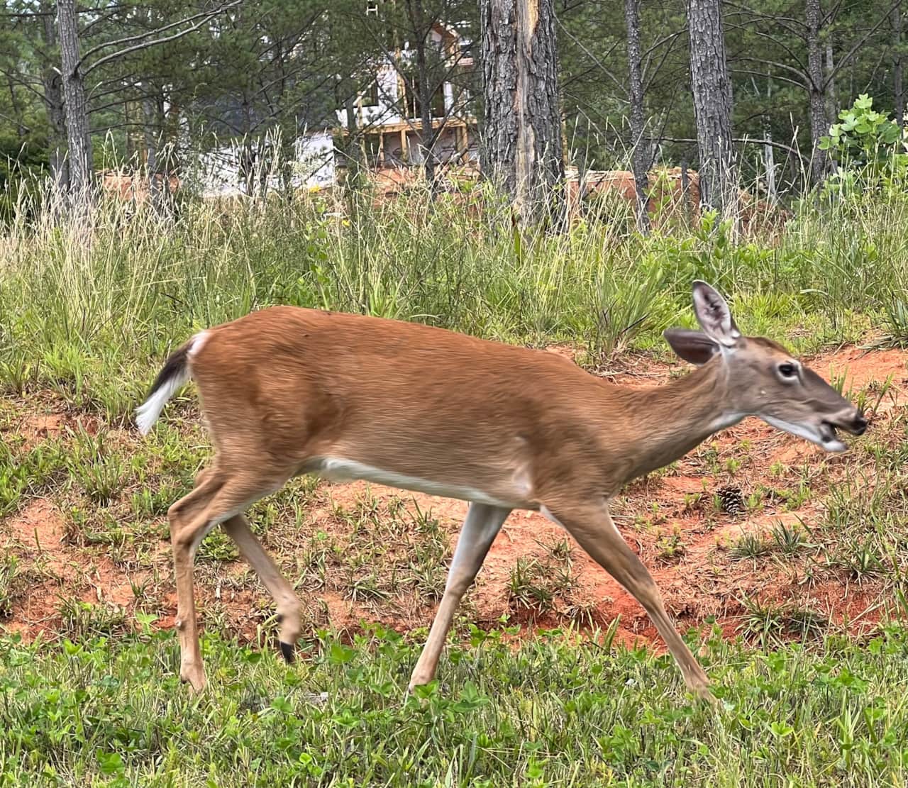 So many deer grazing in the community!