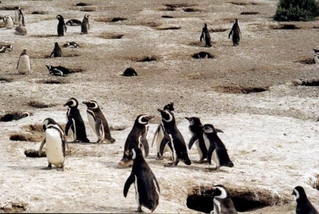 Colony of Magellanic penguins