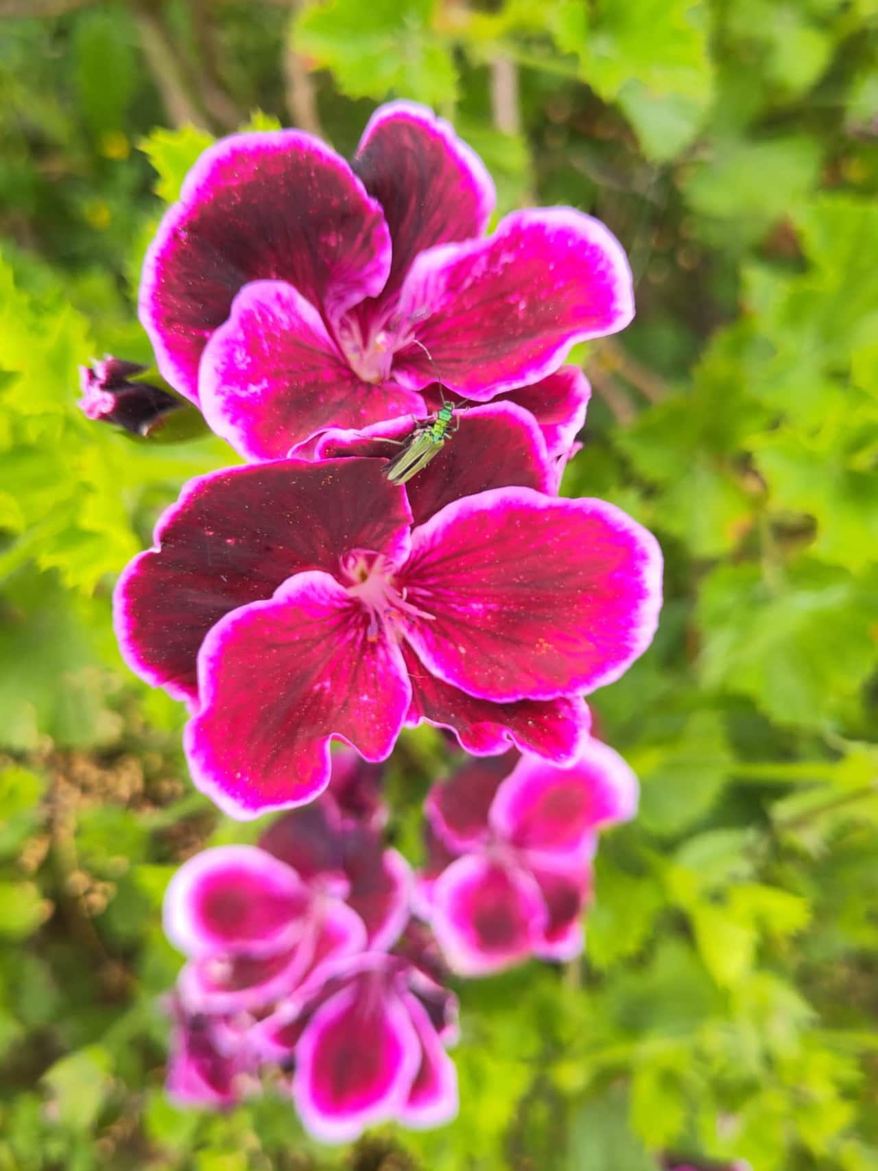 Flowers.jpg