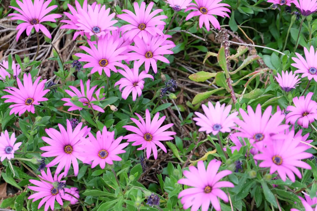 Blossoms Garden Pink Pigface