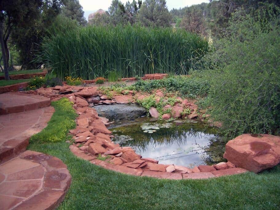 Our home's wetlands and pond