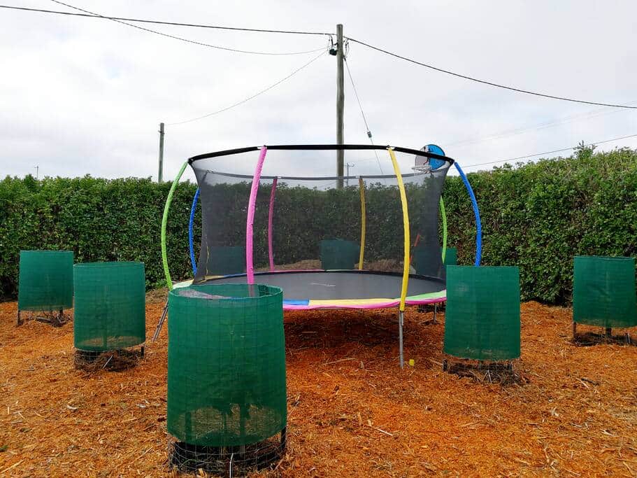 Trampoline surrounded by avocado trees.
