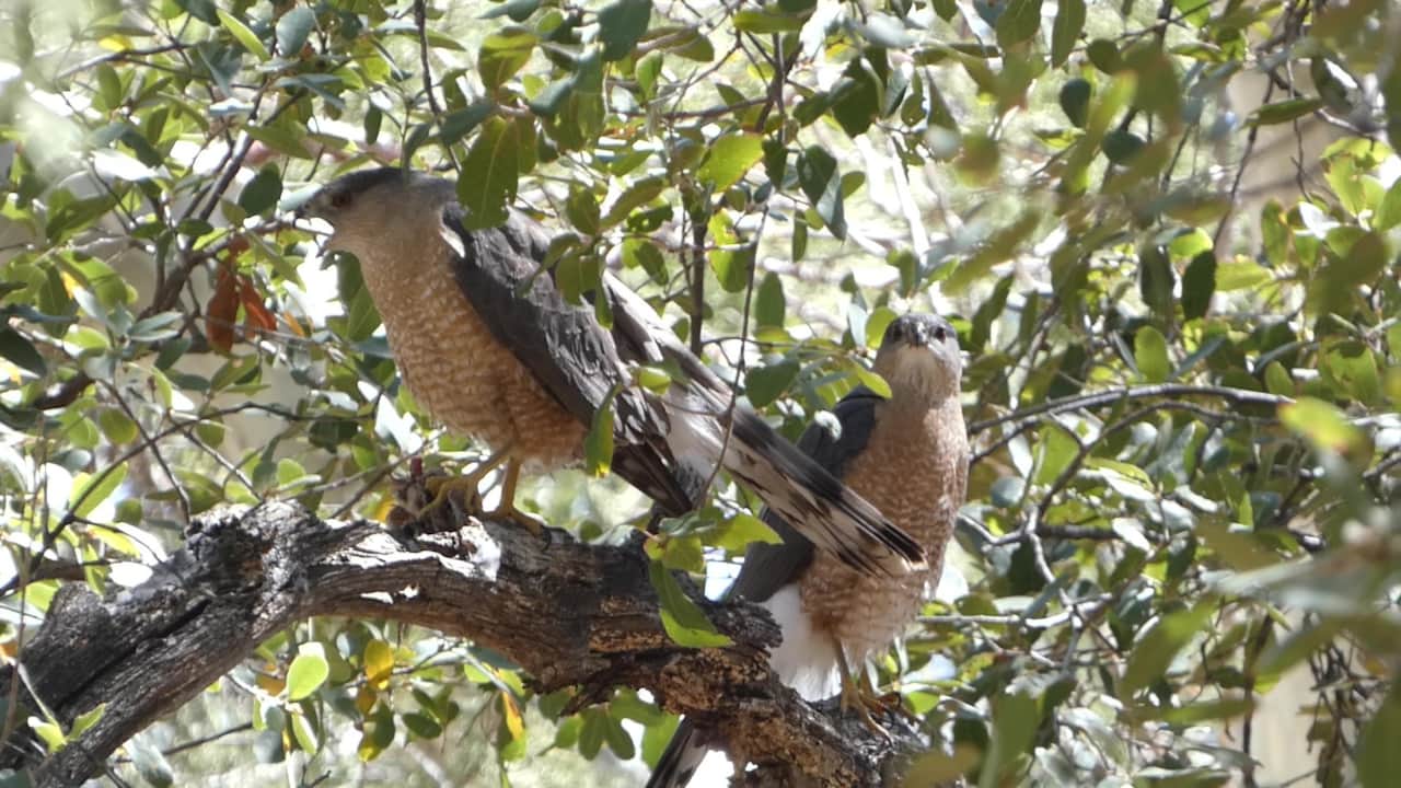 A pair of Coopers Hawks with lunch.