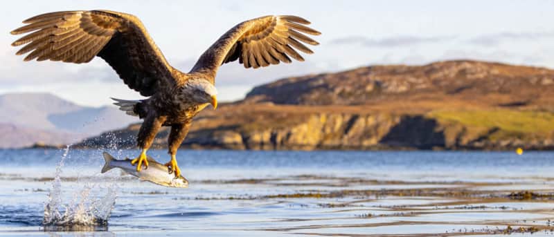 Eagle lifting from the water with wings spread