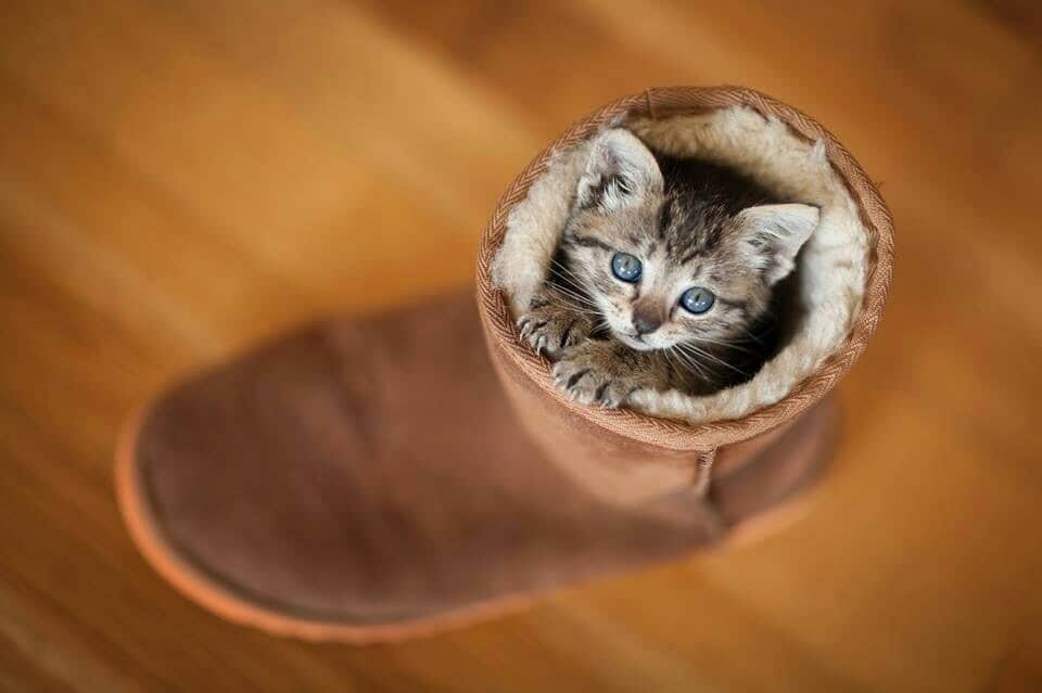 Pepper as a kitten. She lives in the house above the apartment.
