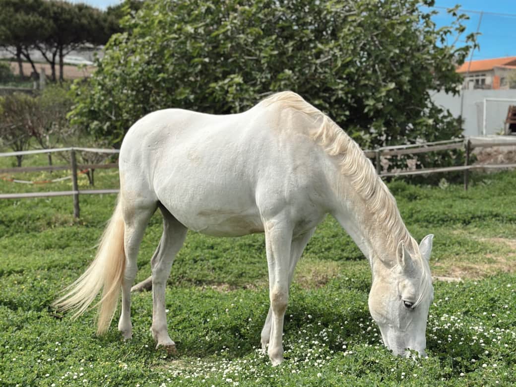 White Lusitano Horse at The Blanco Bungalow