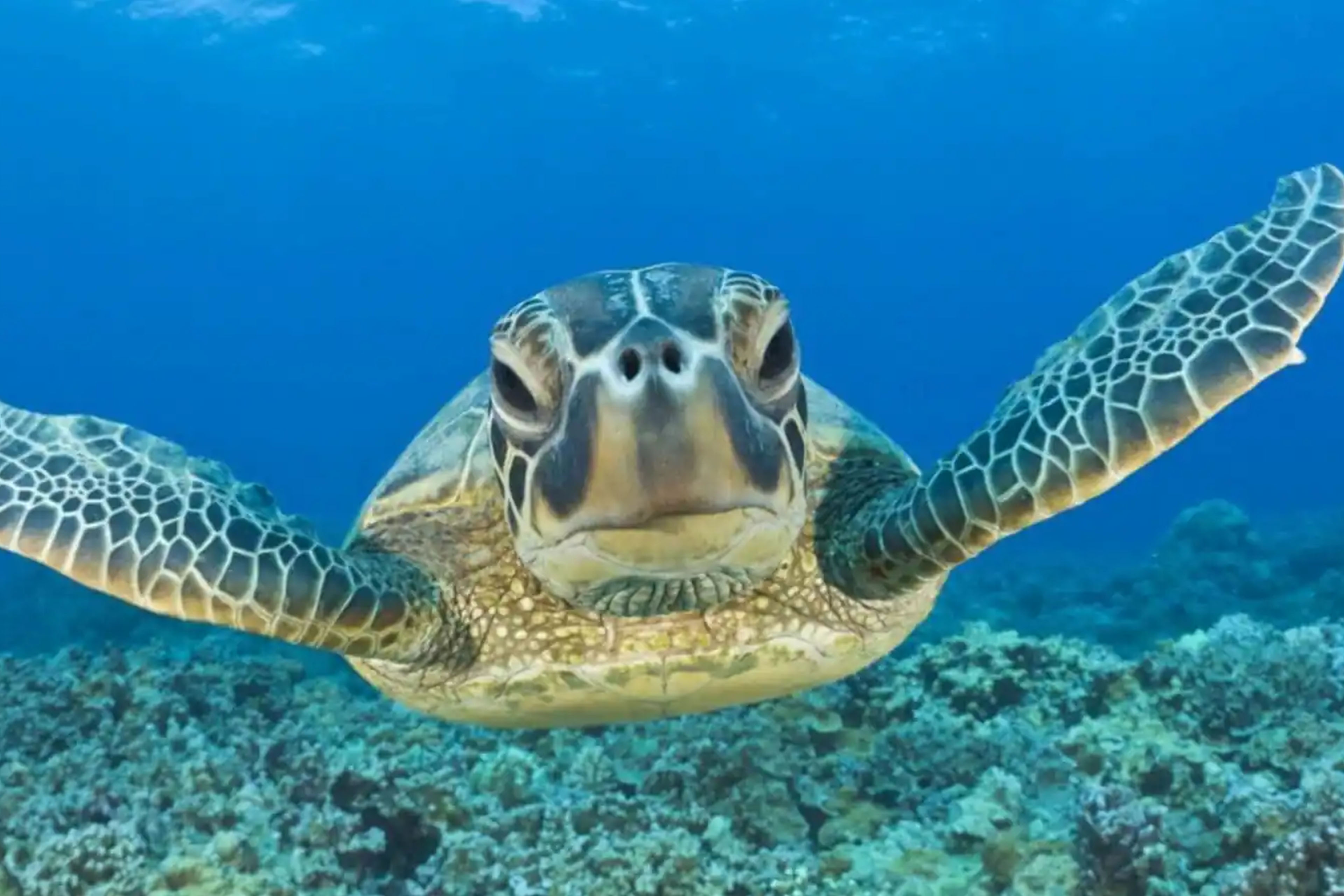 Snorkel with Akumal's famous sea turtles and experience one of the Caribbean's top adventures.