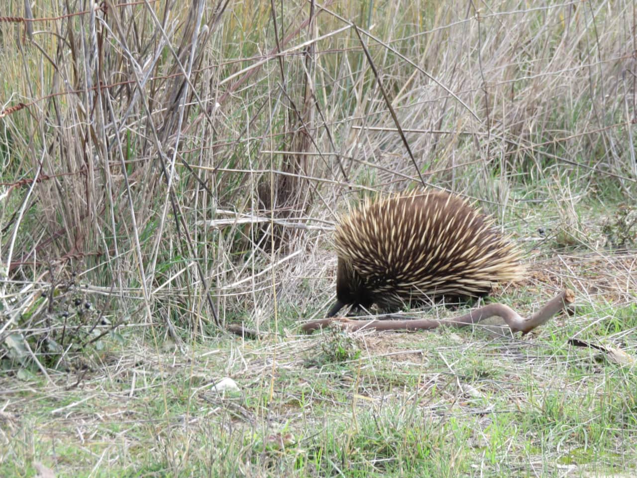 Echidnas are regular visitors