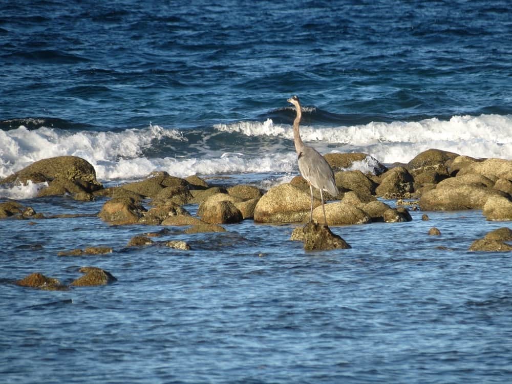 Great Blue Heron