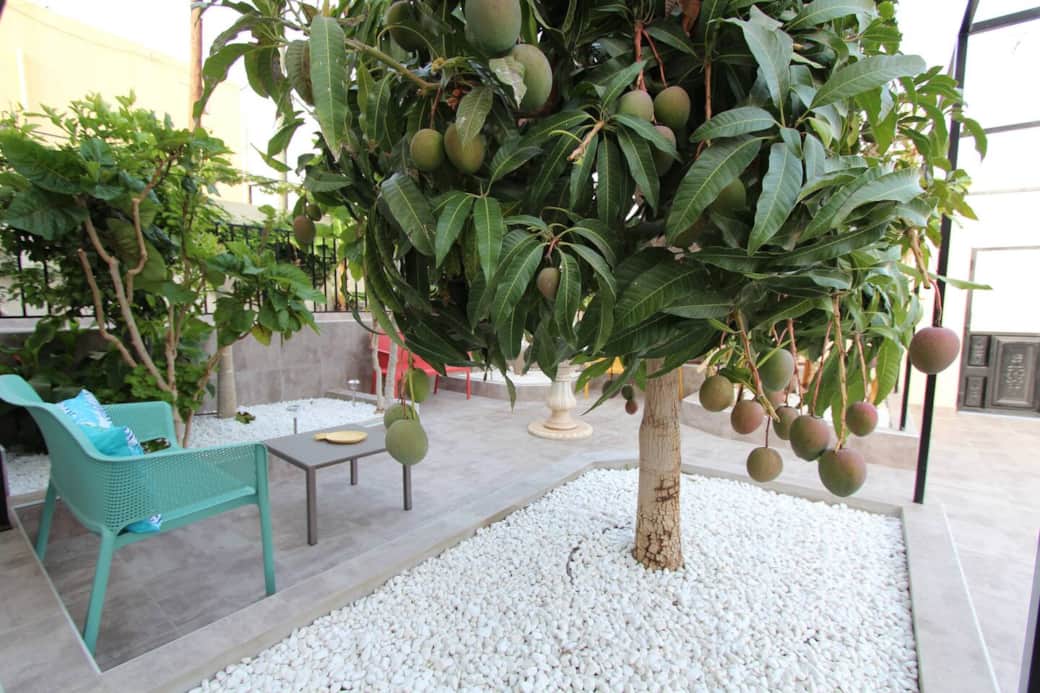 Mango Tree Mango Tree