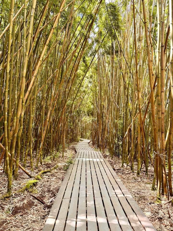 Pipiwai Bamboo Forest