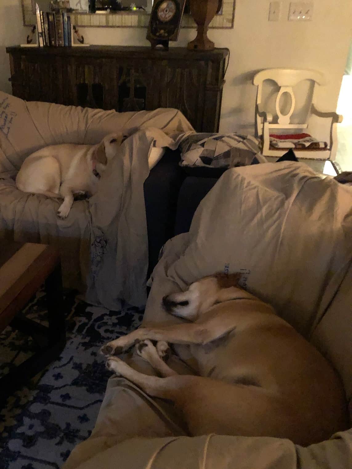 Pets 1.jpg
