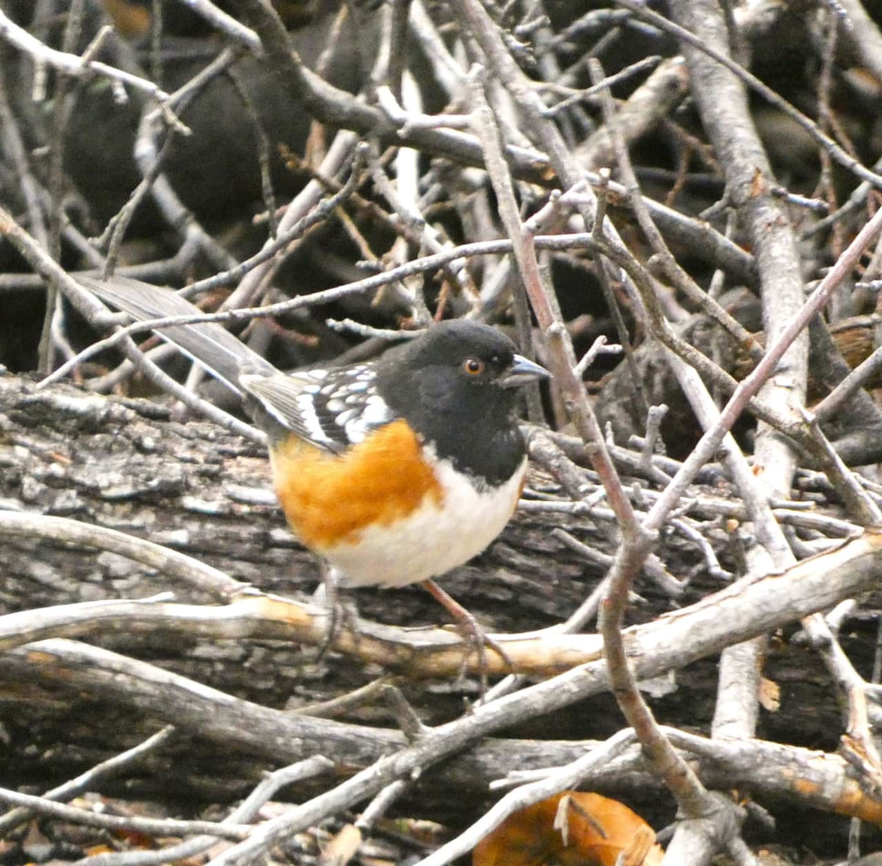 Spotted Towhee 
