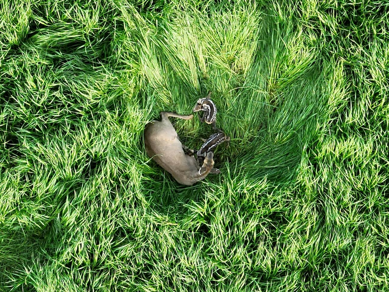 https://l.icdbcdn.com/oh/5fbfc0f4-ebb3-44e1-a0ab-34a486e82d6b.jpg?w=2080-15