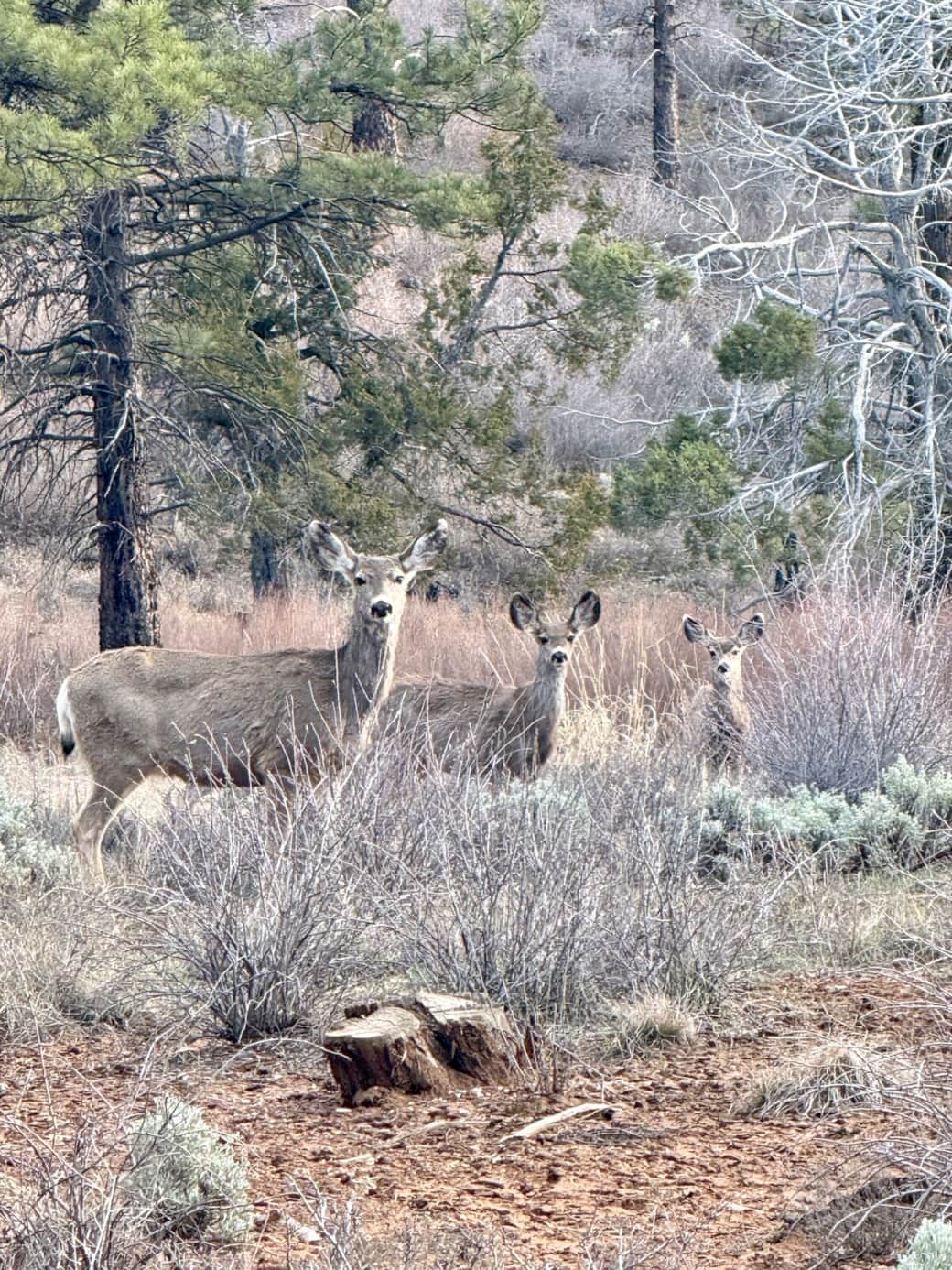 Enjoy regular wildlife sightings right from the property.