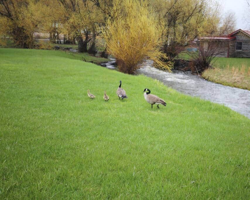 Close to nature, look for geese, woodchucks, turkey and deer.