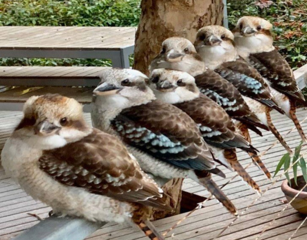 Kookaburras