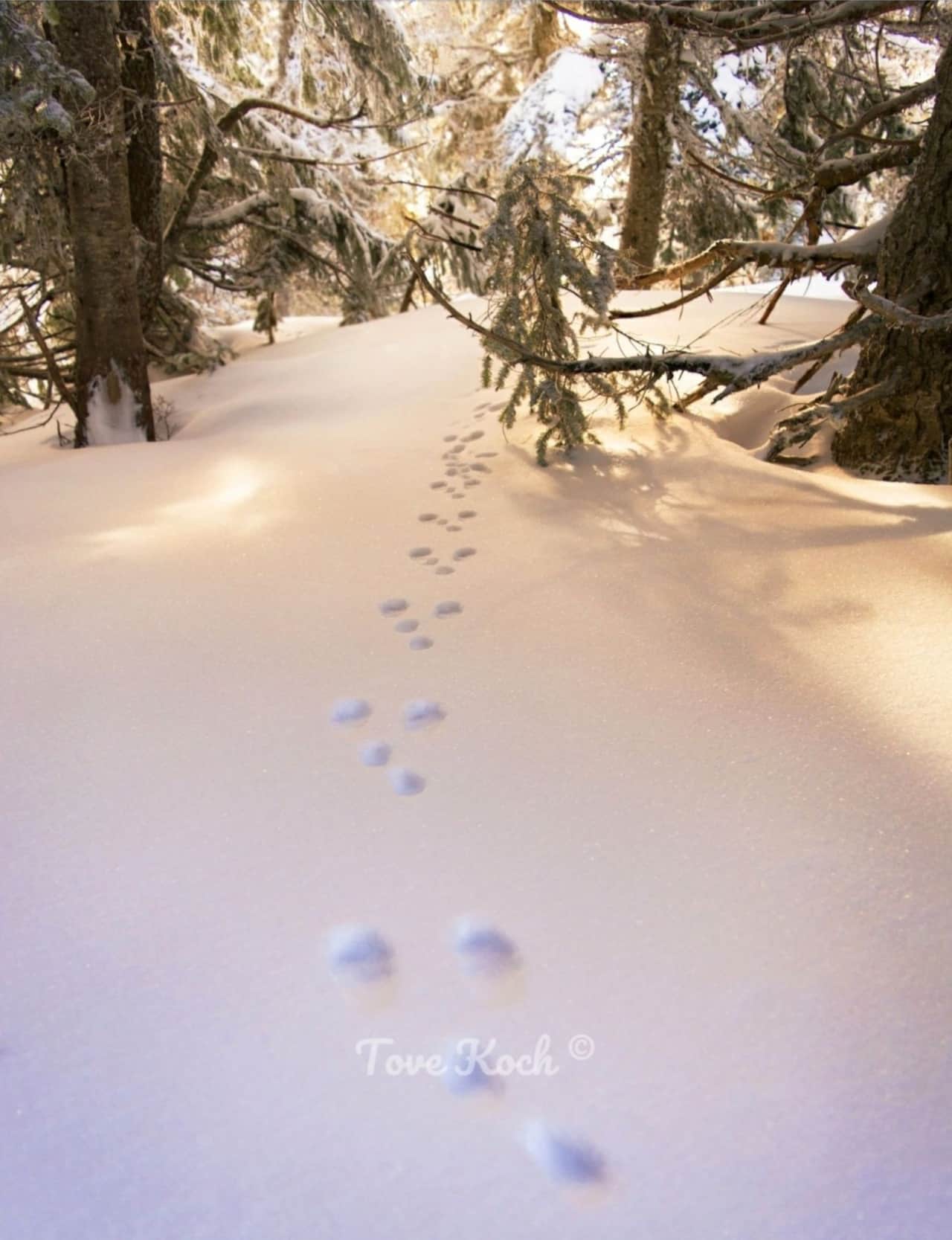 "Rabbit Steps"