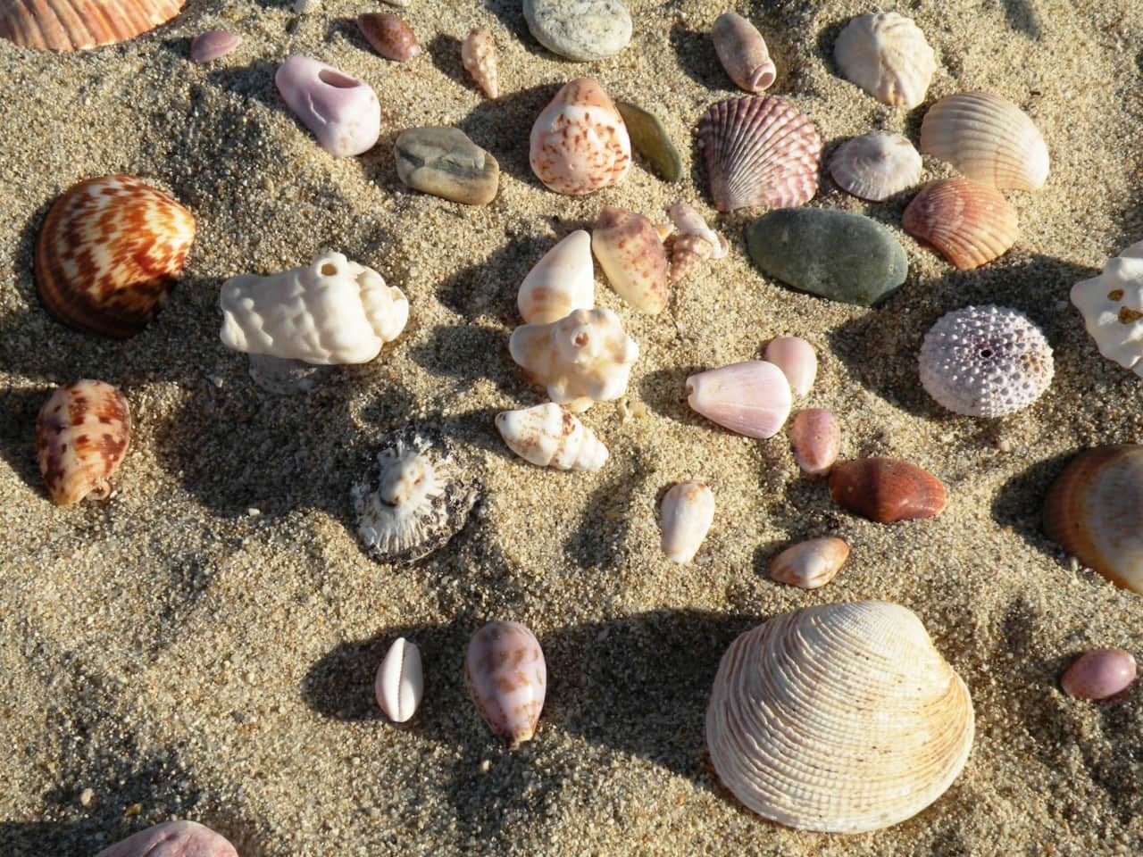 Shelling - Isla Ceralvo