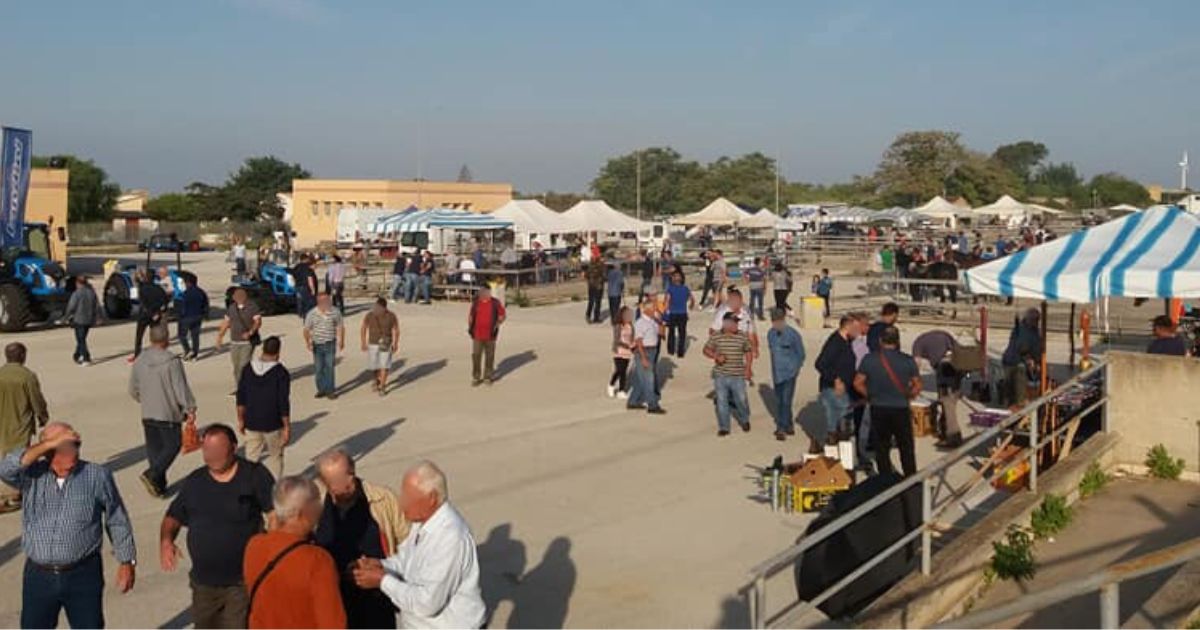 Livestock Fair