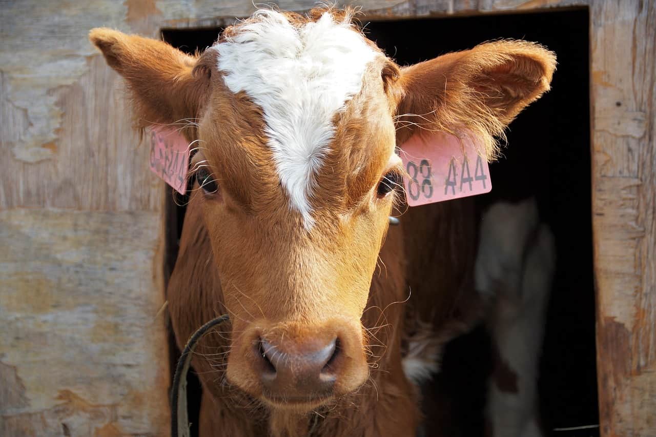 Small Farm Icon