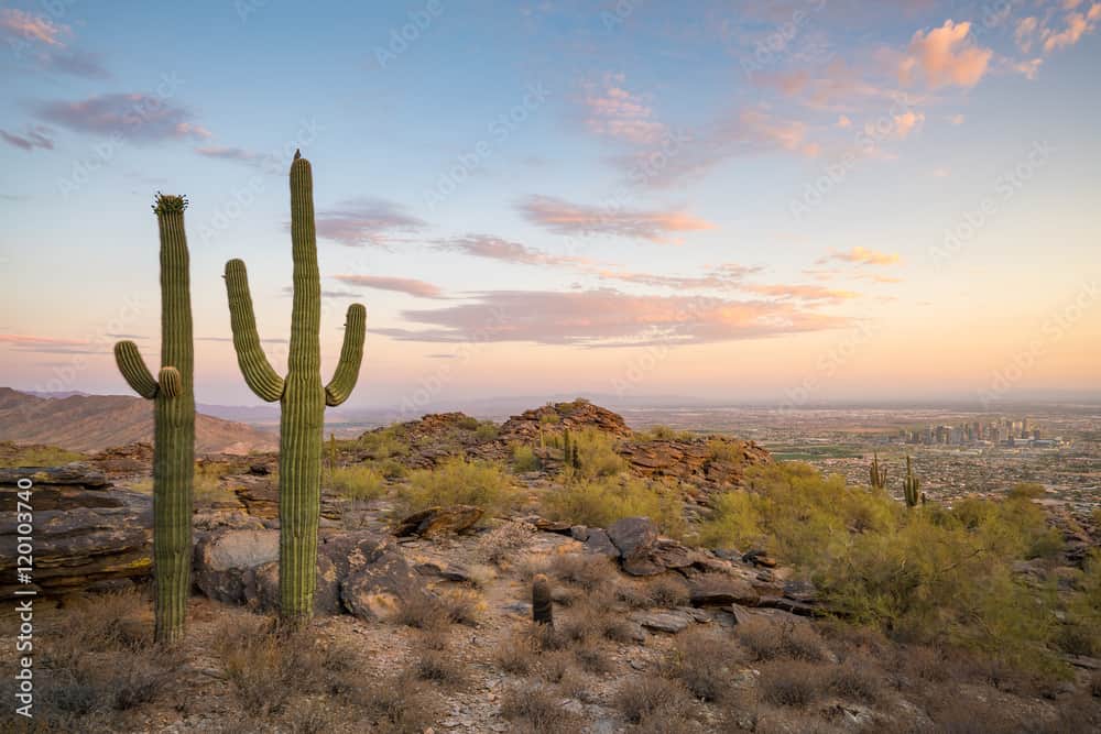 View of Phoenix with Saguaro cactus