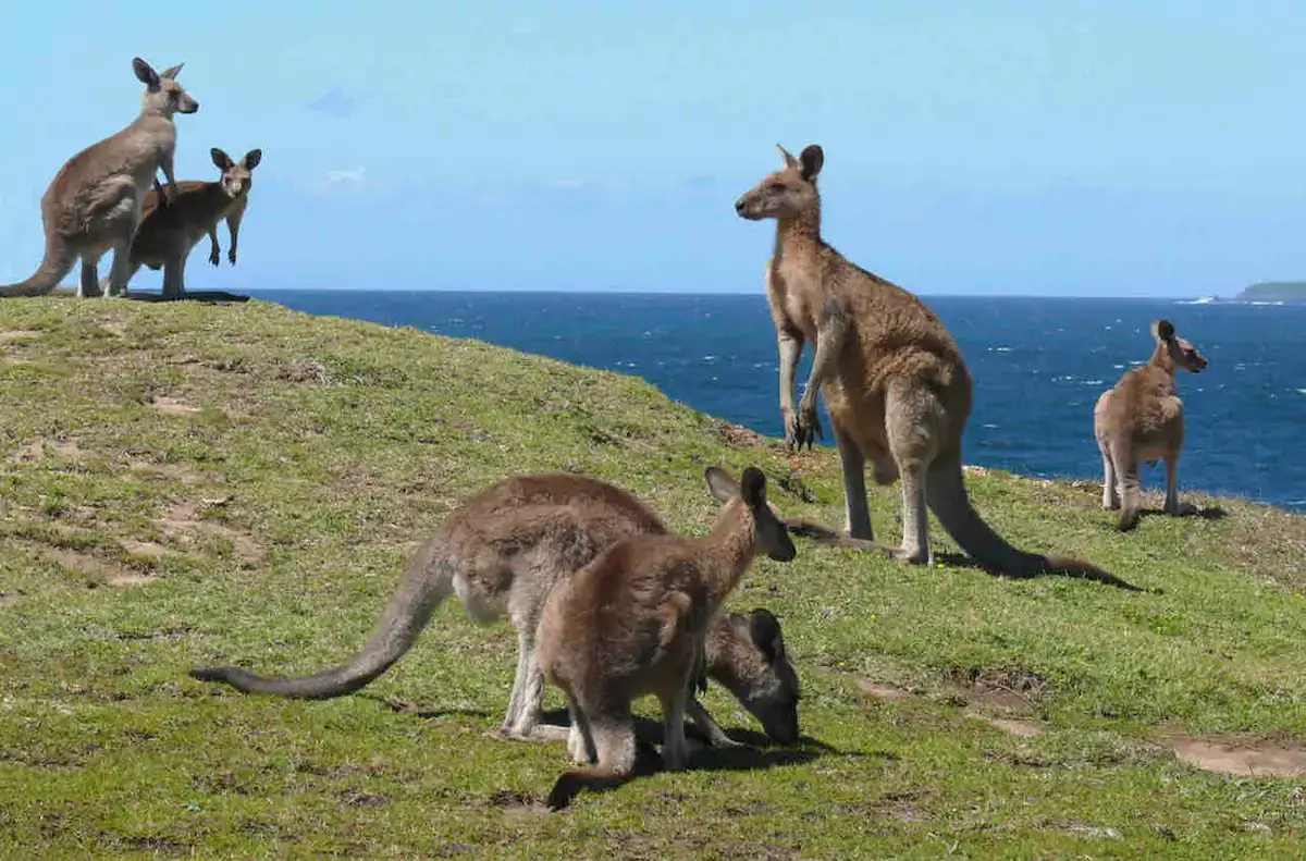 5 Sandy Beach Headland - Explore the Coffs Coast.jpg