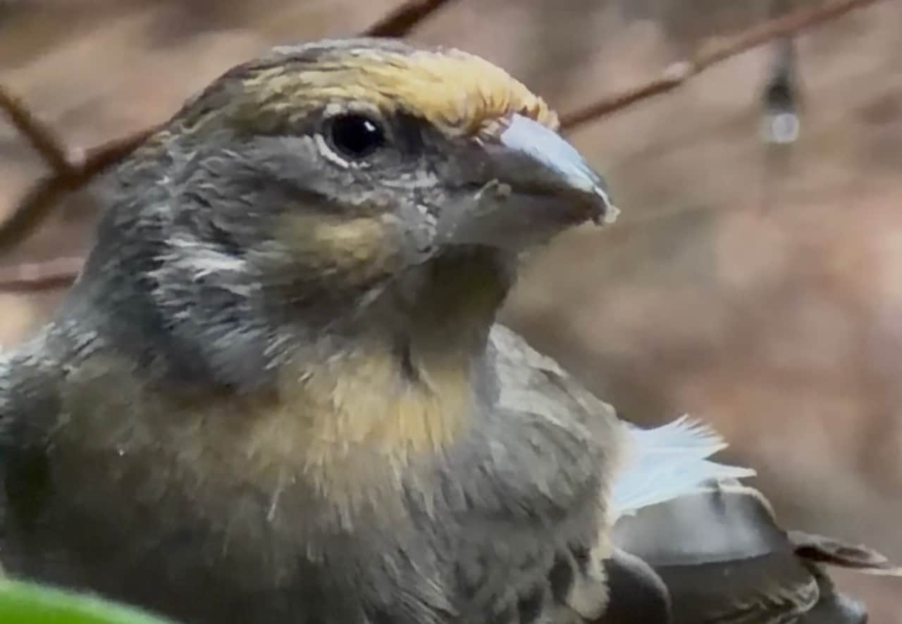 Each season we get new visitors