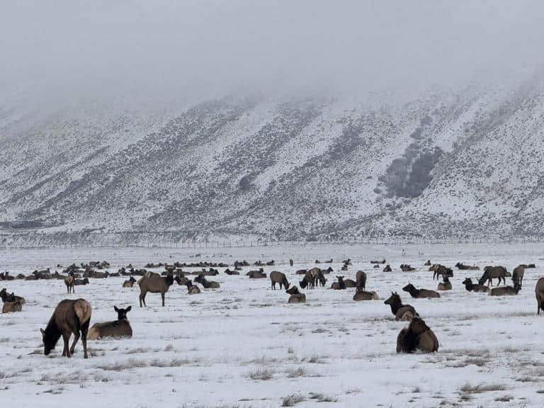 Encounter winter’s magic during a horse-drawn sleigh ride through Jackson's National Elk Refuge, where wide open snow fields are ringed by skyscraping mountains.

See below link for more info
https://www.fws.gov/refuge/national-elk