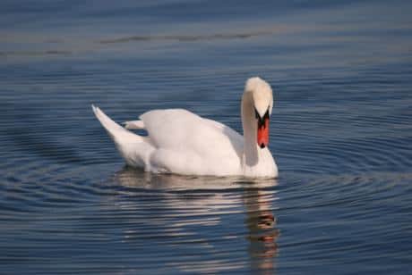 Schwäne fühlen sich hier zu Hause
