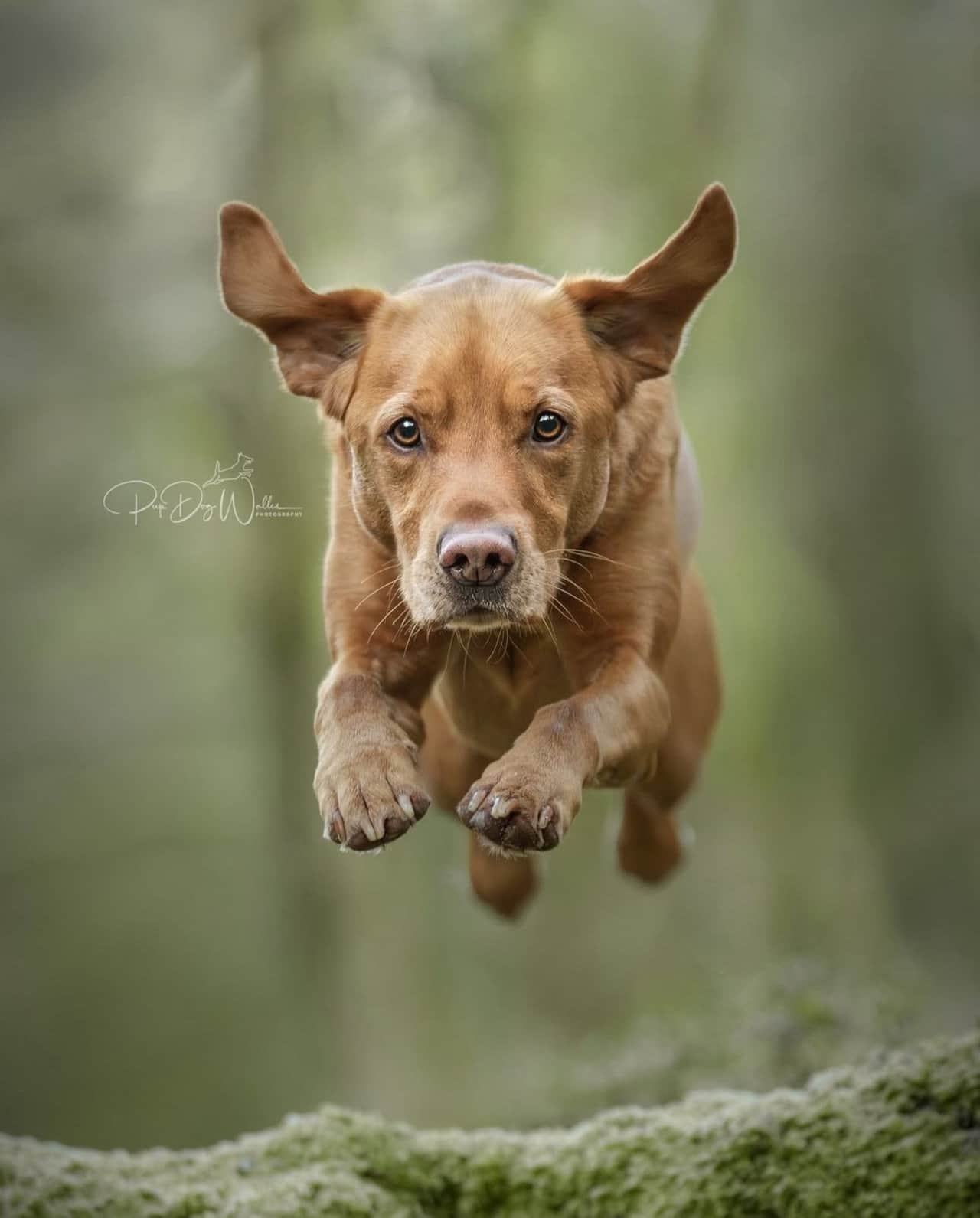 Pup Dog Walks Photography session