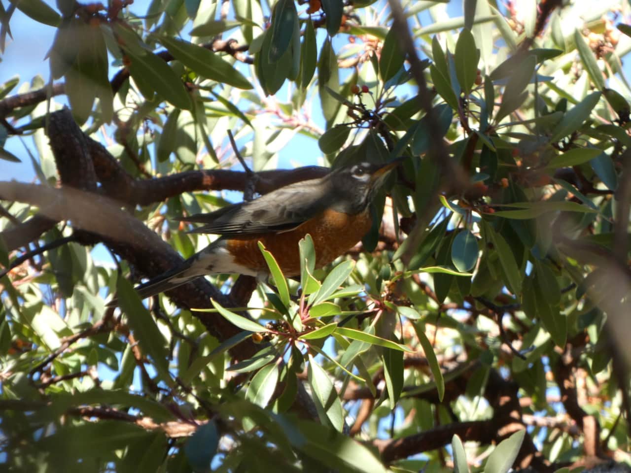 American Robin in a Madrone Tree