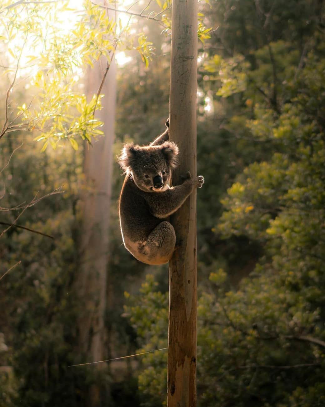 Koalas, Birdlife and Natural Wonders of the Otways, Forrest VIC Koalas, Birdlife and Natural Wonders of the Otways, Forrest VIC