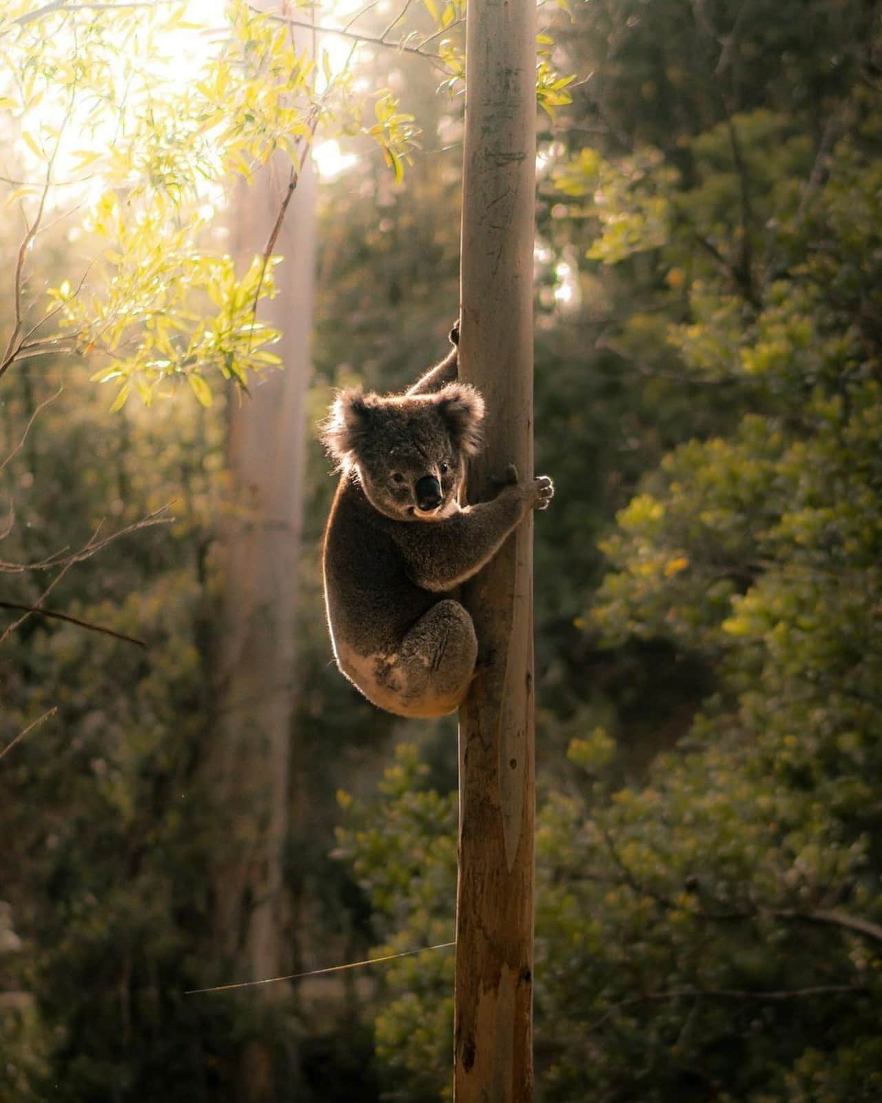 Koalas, Birdlife and Natural Wonders of the Otways, Forrest VIC