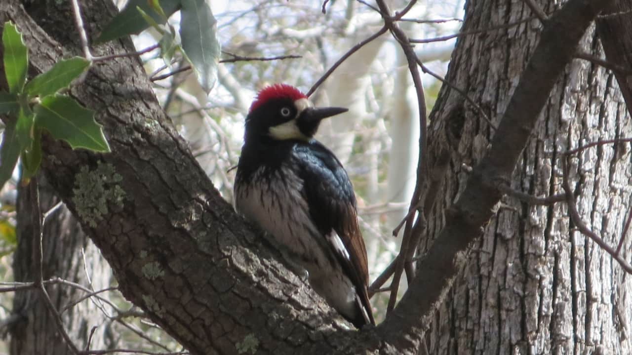 Acorn Woodpecker