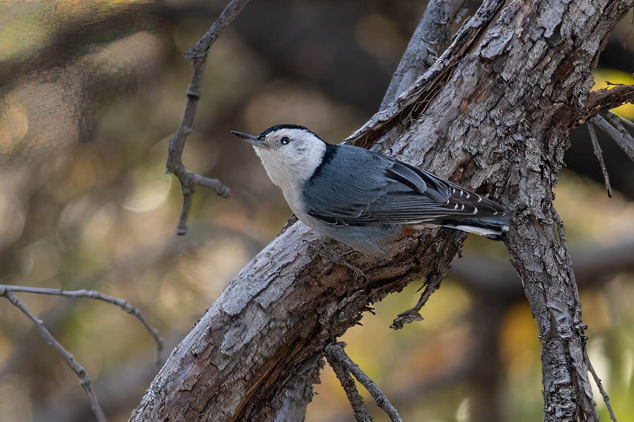 White Breasted Nuthatch