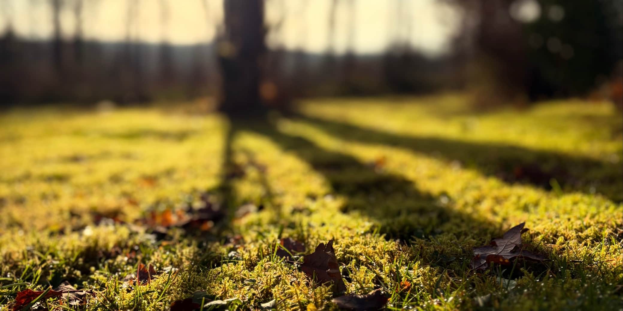 https://l.icdbcdn.com/oh/63cc6909-a68e-4339-b115-f6fe3b1574e1.jpg?w=2080-2