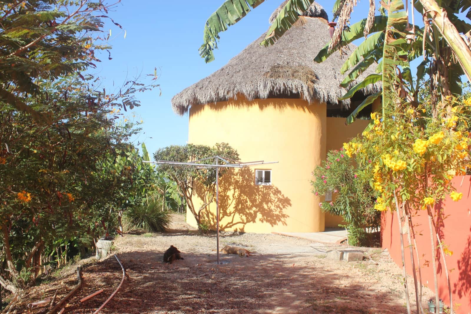 La Casa Redonda in the early days, with its palapa roof and the young garden around it